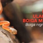 Ular Boiga Merah