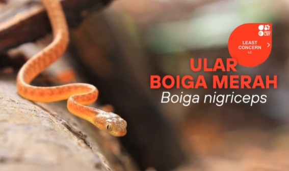 Ular Boiga Merah