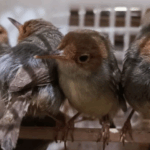 burung
