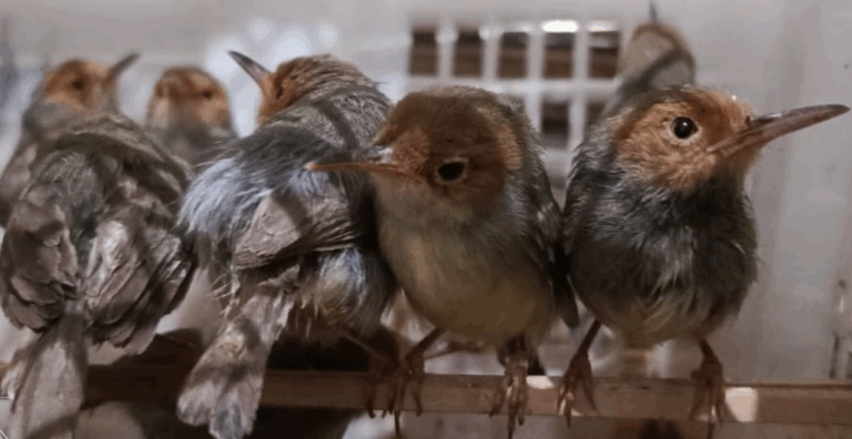 burung