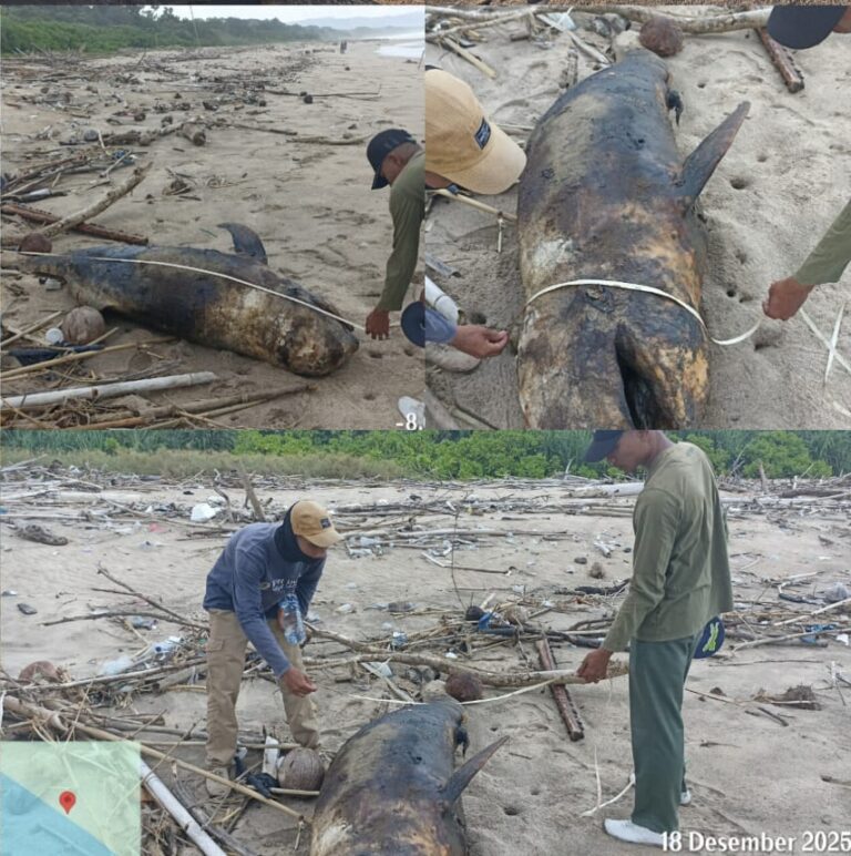 an Paus Langka Mati dan Terdampar di Pantai Pal Banyuwangi, Segera Dikubur di Lokasi