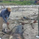 an Paus Langka Mati dan Terdampar di Pantai Pal Banyuwangi, Segera Dikubur di Lokasi