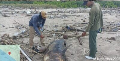 an Paus Langka Mati dan Terdampar di Pantai Pal Banyuwangi, Segera Dikubur di Lokasi