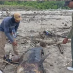 an Paus Langka Mati dan Terdampar di Pantai Pal Banyuwangi, Segera Dikubur di Lokasi