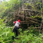 Petugas Resor Sembulungan saat melakukan pembersihan jalur Goa Jepang dari enam rumpun bambu yang roboh di tengah hutan.