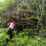 Petugas Resor Sembulungan saat melakukan pembersihan jalur Goa Jepang dari enam rumpun bambu yang roboh di tengah hutan.