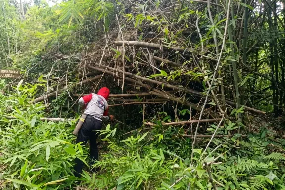 Petugas Resor Sembulungan saat melakukan pembersihan jalur Goa Jepang dari enam rumpun bambu yang roboh di tengah hutan.