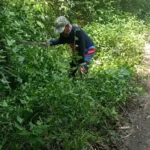 Petugas membersihkan semak di akses jalan dari Jatipapak menuju Resor Sembulungan.