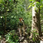 Dokumentasi petugas saat melakukan pembersihan semak belukar menggunakan parang untuk merawat akses jalan dari Jatipapak menuju Resor Sembulungan pada 11 Mei 2026, guna memastikan kelancaran jalur patroli pengamanan kawasan.