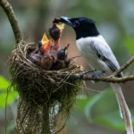 Seriwang Asia di Taman Nasional Alas Purwo saat memberi makan anak di sarang