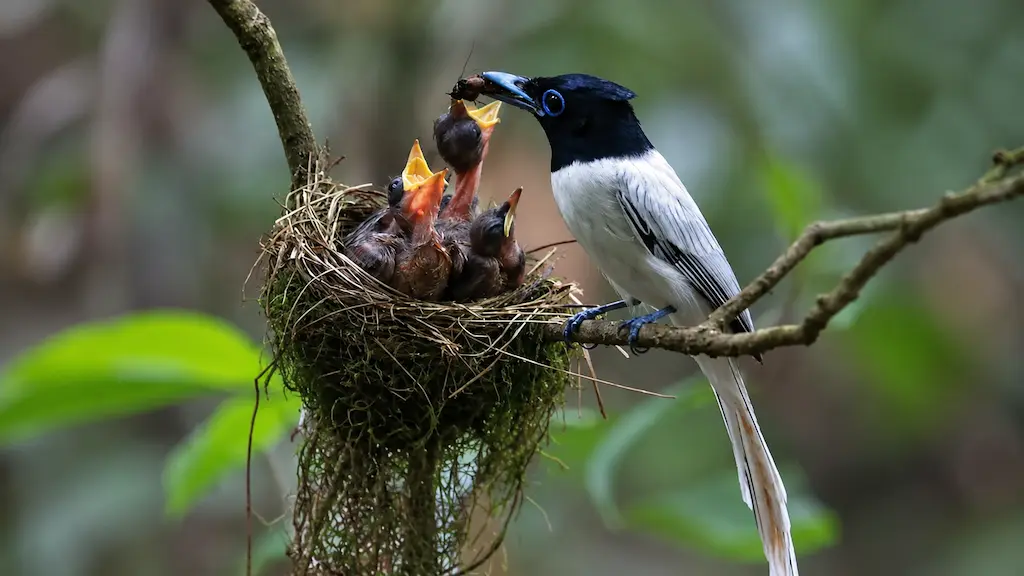 Seriwang Asia di Taman Nasional Alas Purwo saat memberi makan anak di sarang